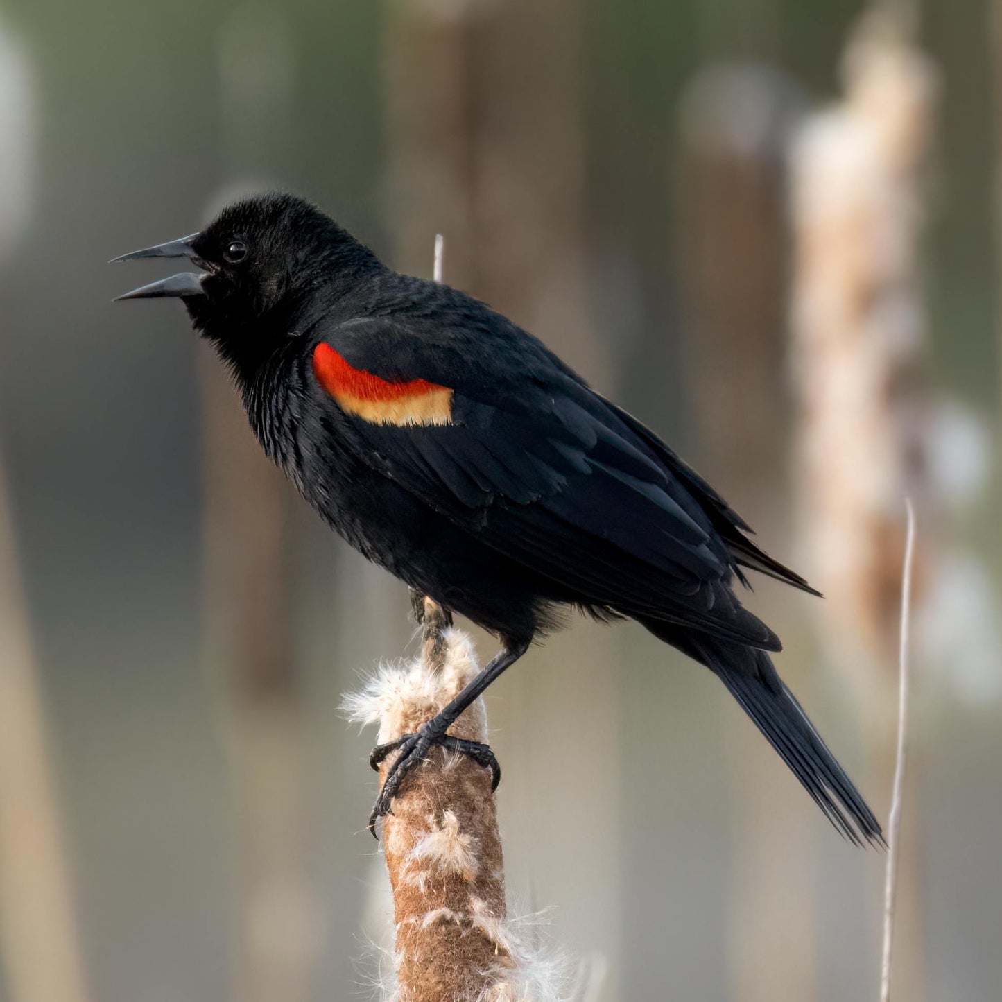 Red Winged Blackbird Necklace
