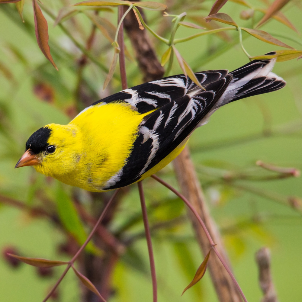 A bright American Goldfinch perched on a branch, displaying its vibrant yellow feathers contrasted with black and white wing markings.