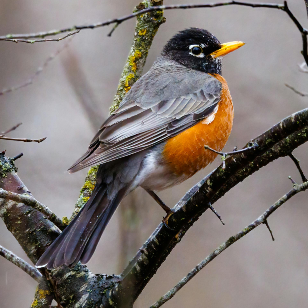 An American Robin perched on a tree branch, featuring its classic rust-orange breast and dark gray wings.