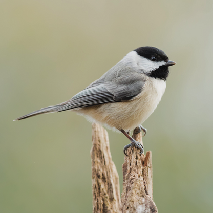 A Carolina Chickadee perched on a branch, showcasing its soft gray, black, and white feathers in a natural setting.