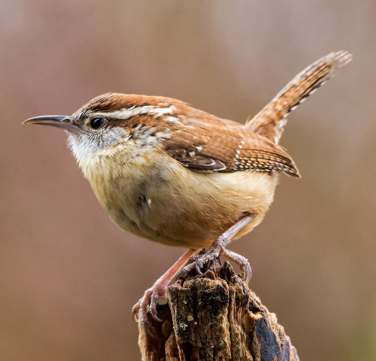 Brown and white bird perched on a wooden stump with a blurred brown background