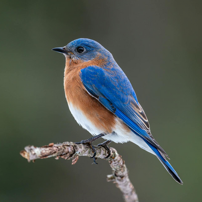 An Eastern Bluebird perched on a branch, displaying its bright blue wings and orange-brown chest.