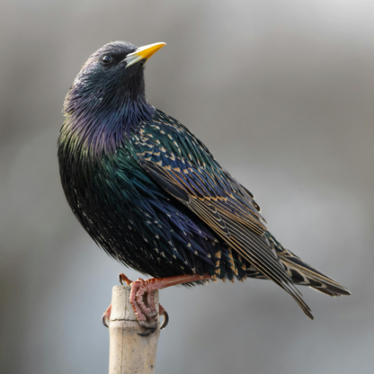 A European Starling perched, with its iridescent dark feathers reflecting shades of green, purple, and brown.