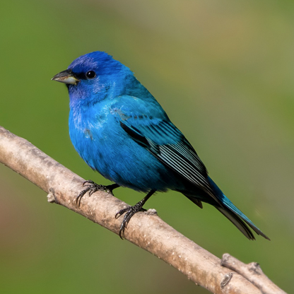 An Indigo Bunting perched on a branch, with its brilliant deep blue feathers contrasting against a green background.