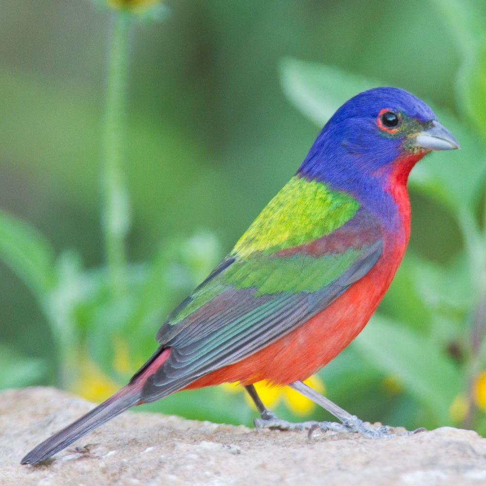 Painted Bunting Necklace