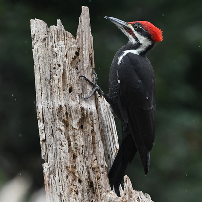 A Pileated Woodpecker clinging to a tree trunk, showing off its black body, white stripes, and red crest.