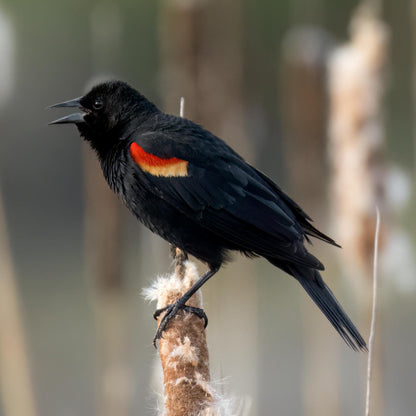 Red Winged Blackbird Necklace