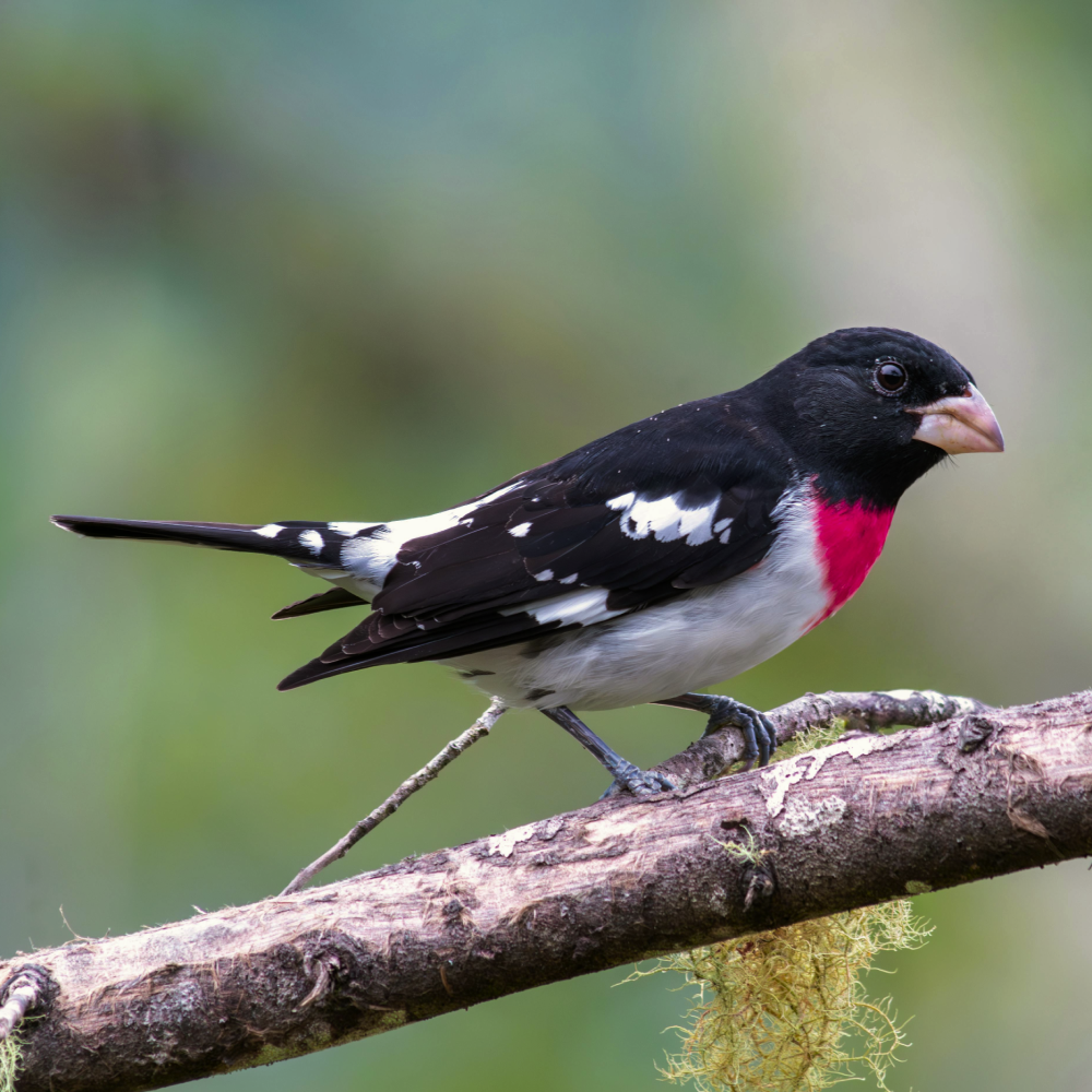 A Rose-Breasted Grosbeak perched on a branch, displaying its striking black, white, and bright red chest feathers.