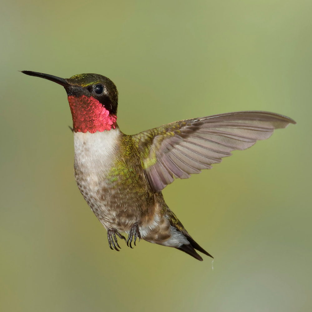 A Ruby-Throated Hummingbird in mid-flight, showcasing its shimmering green body and brilliant red throat.